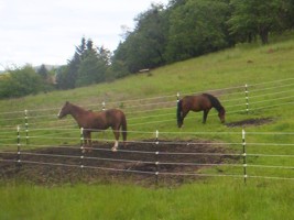 Safe Horse Fencing